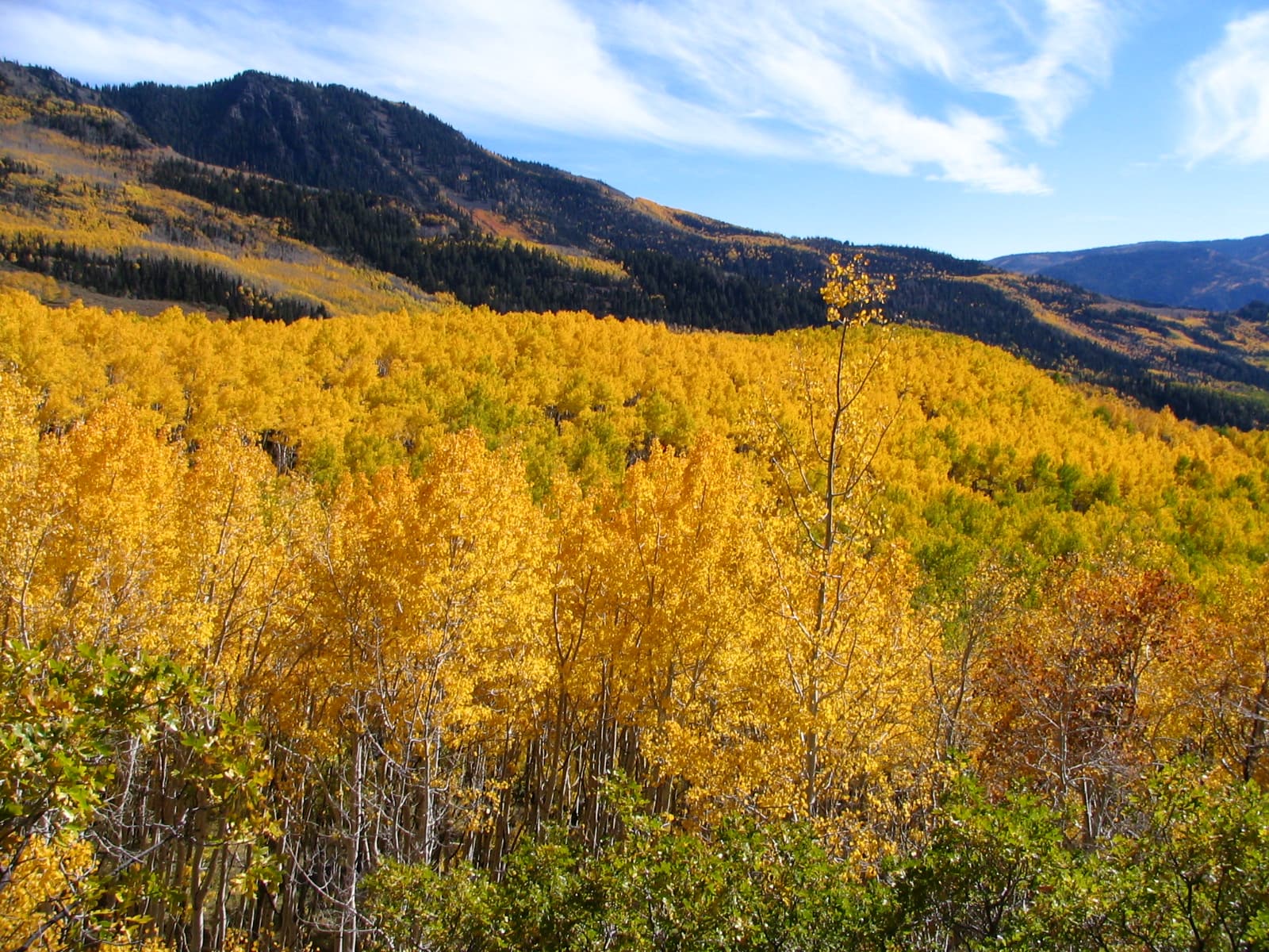 Pando Grove in fall with mountains in the background.