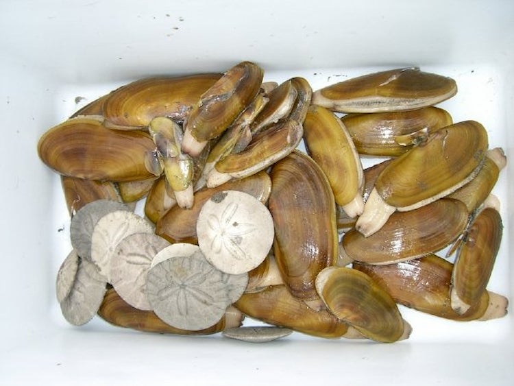 a bucket of razor clams and sand dollars