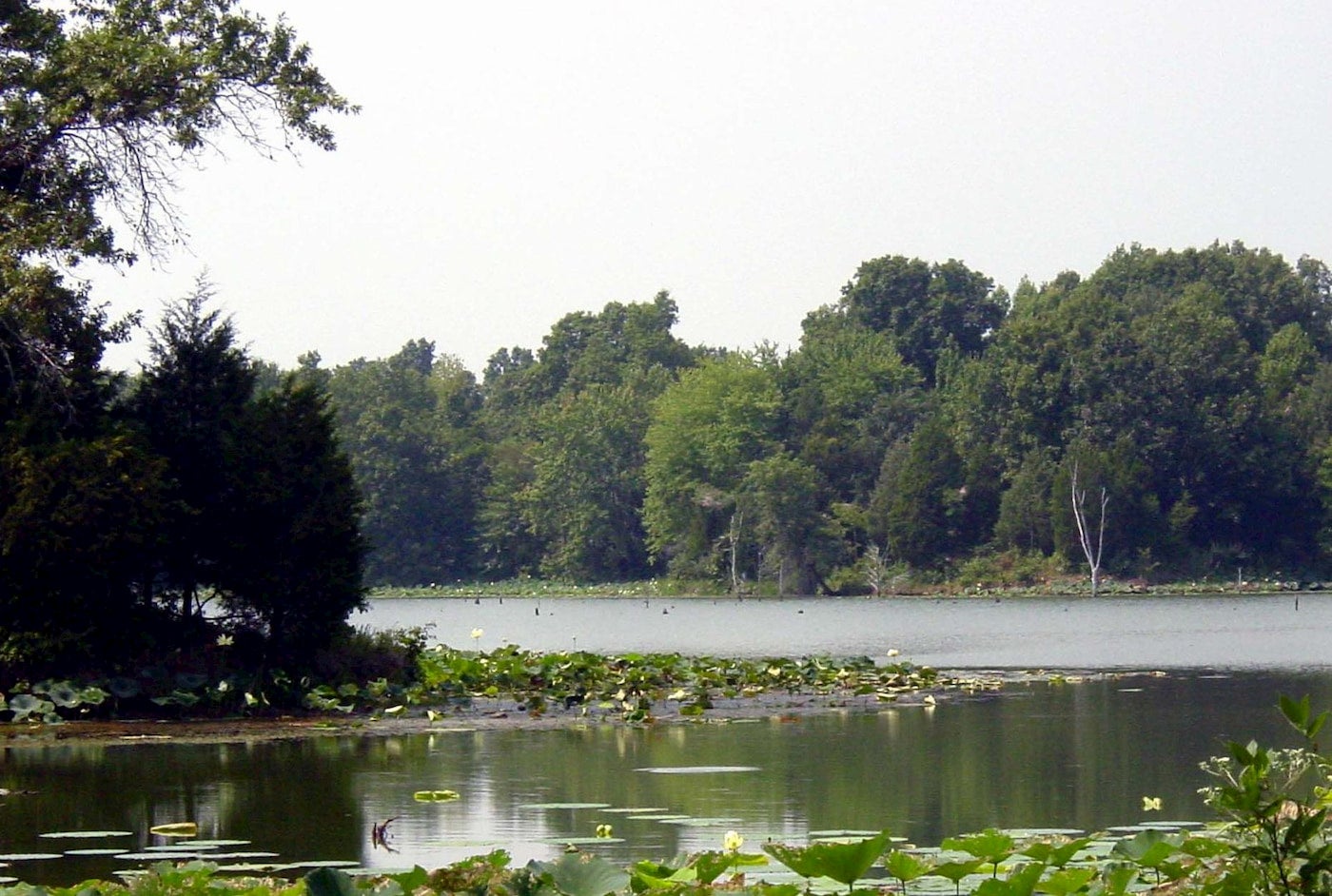 Crab Orchard Lake surrounded by forest and dispersed with lily pads.