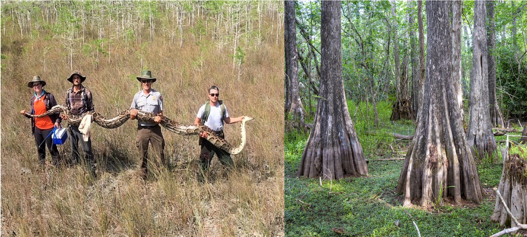 a team of four people hold up a 17-foot everglades python, and a grove of swamp cypress trees