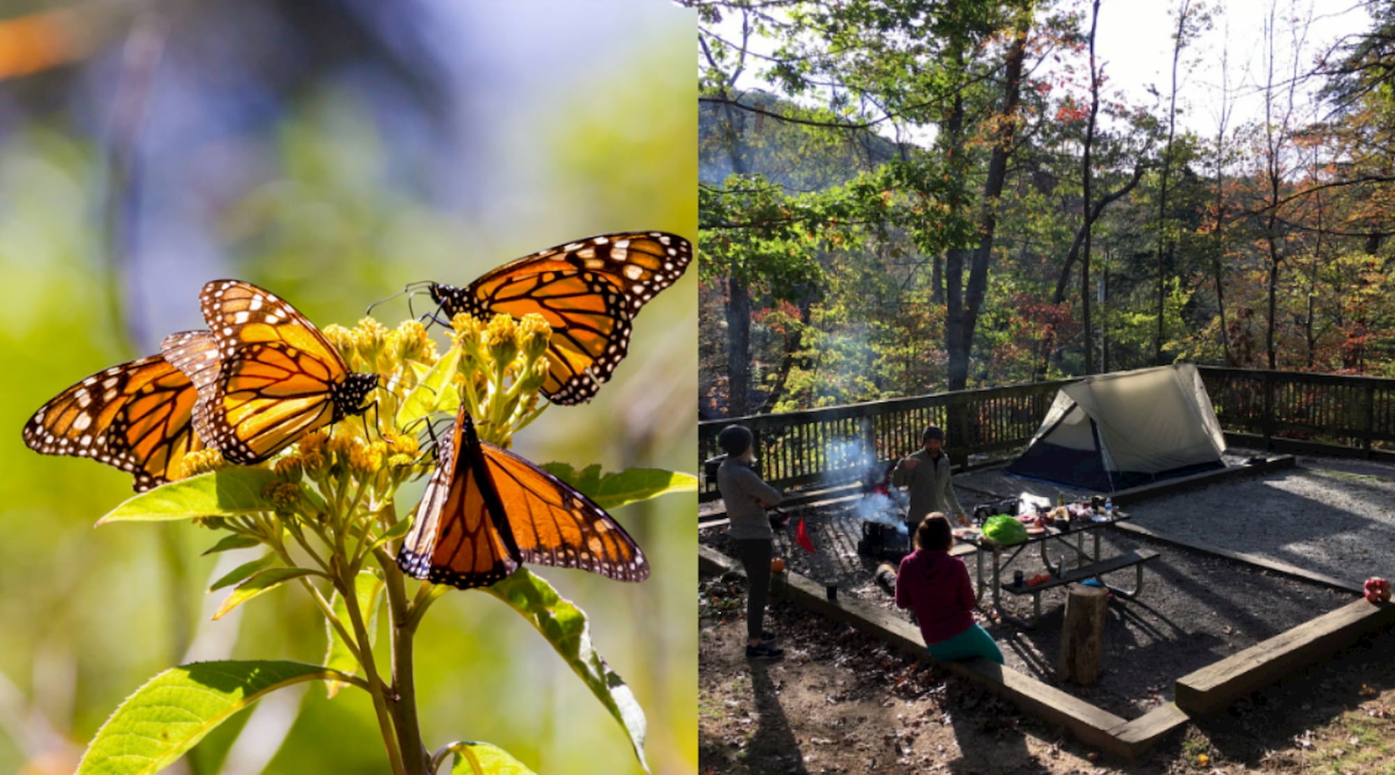 Left: monarchs flocking to a flowering plant. Right: campsite at Amicola state park.