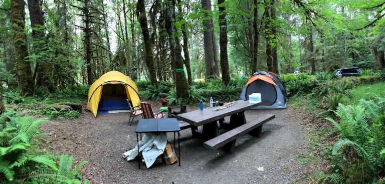 This Olympic National Park Rainforest is Free Of Sound Pollution