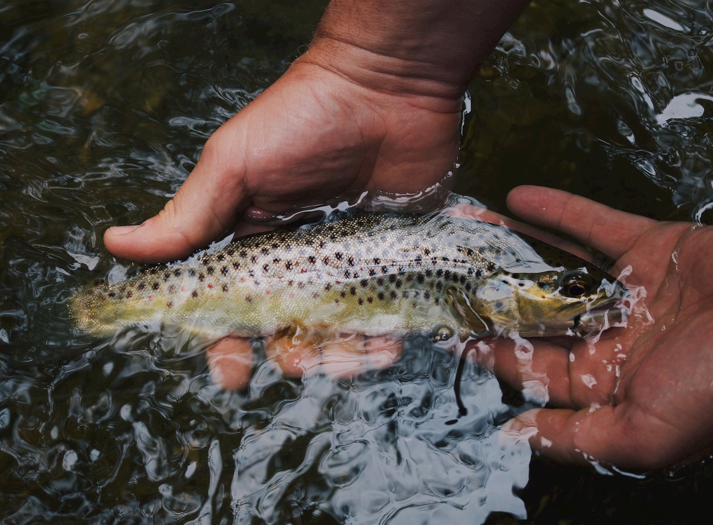 Close up of two hands holding a freshly caught rainbow trout underwater.