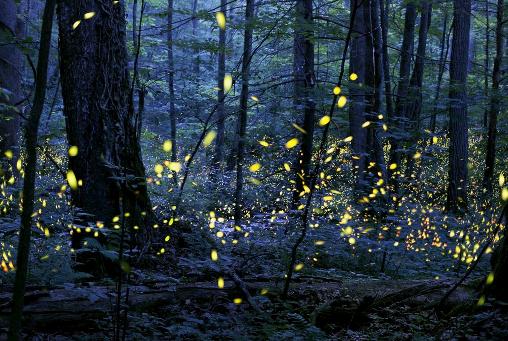 Synchronous Fireflies in the Great Smoky Mountains National Park