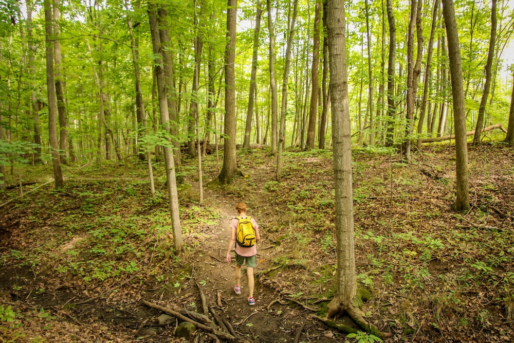 Aerial view of hiker in the woods 