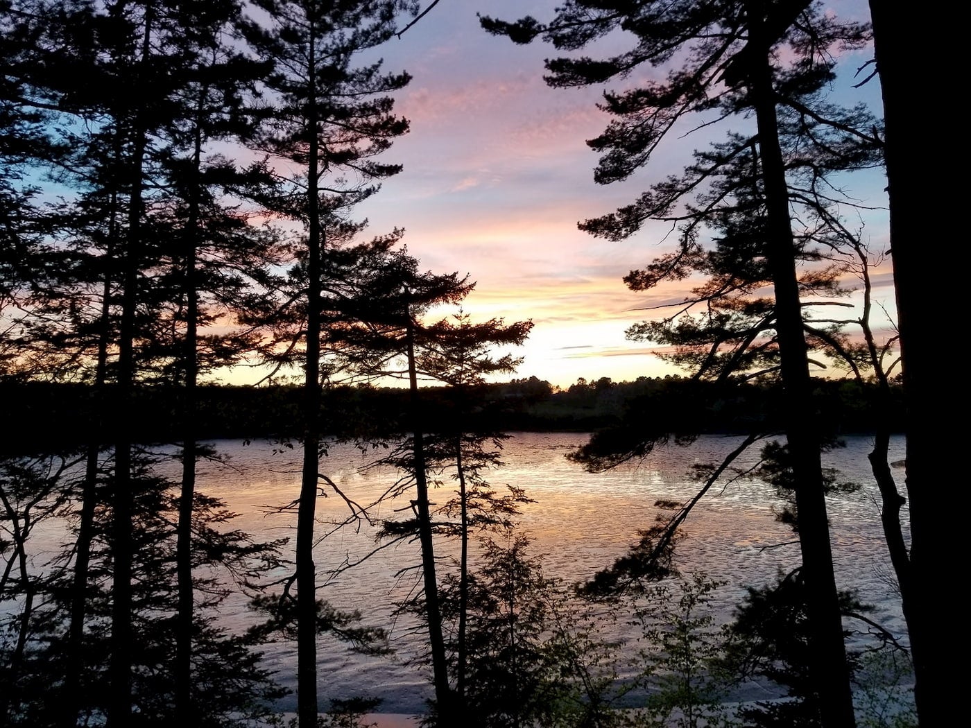 View of the ocean at dusk through the pine trees.