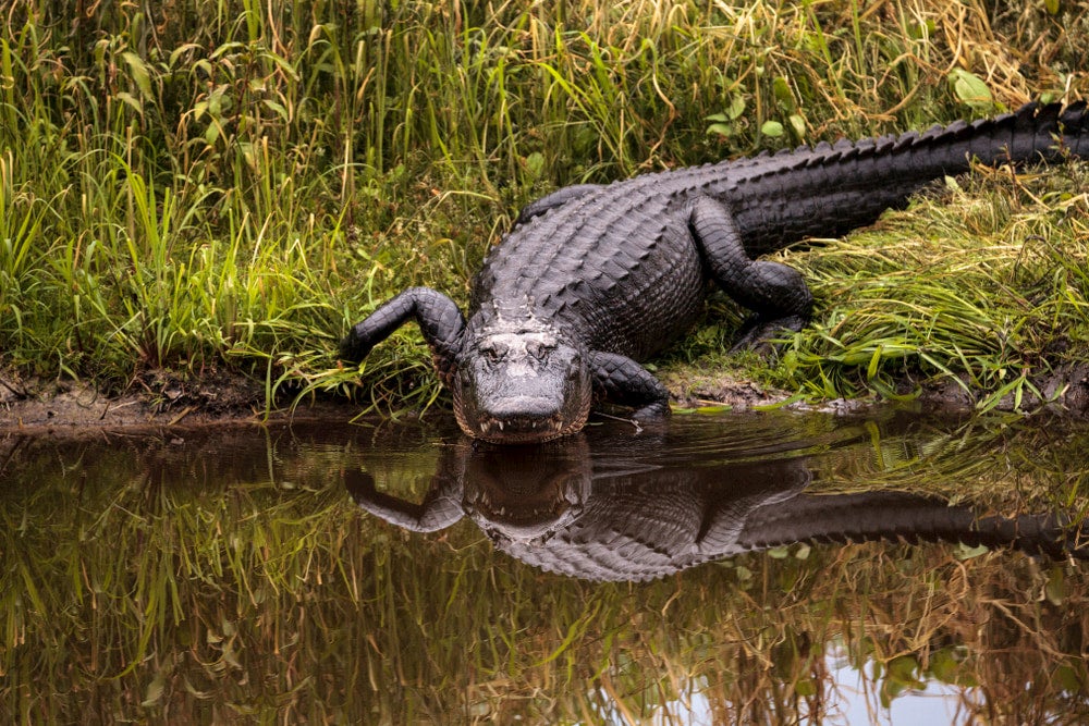 Alligator crawling into water with marsh in background 