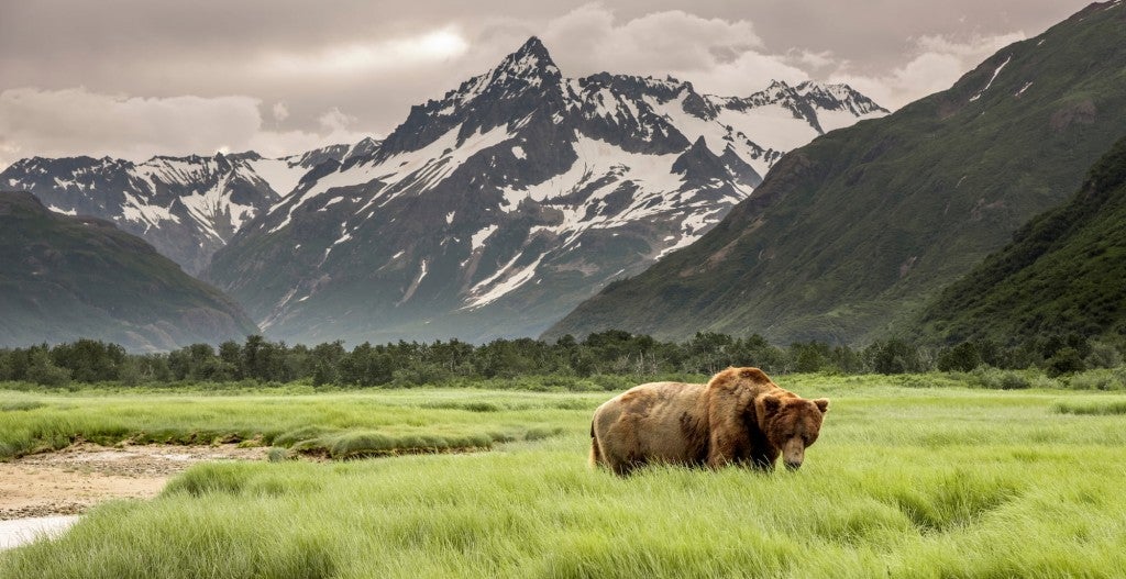 Grizzly bears in Alaskan landscape at Denali.