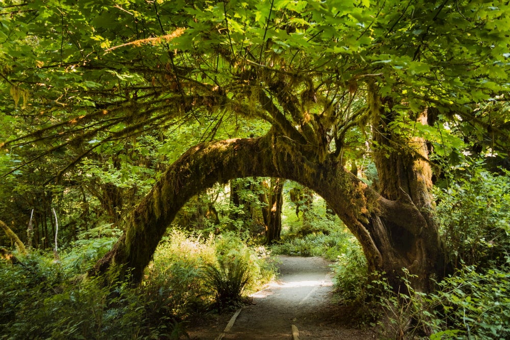 paved path leads under thick tree trunk which completely arches over the patch