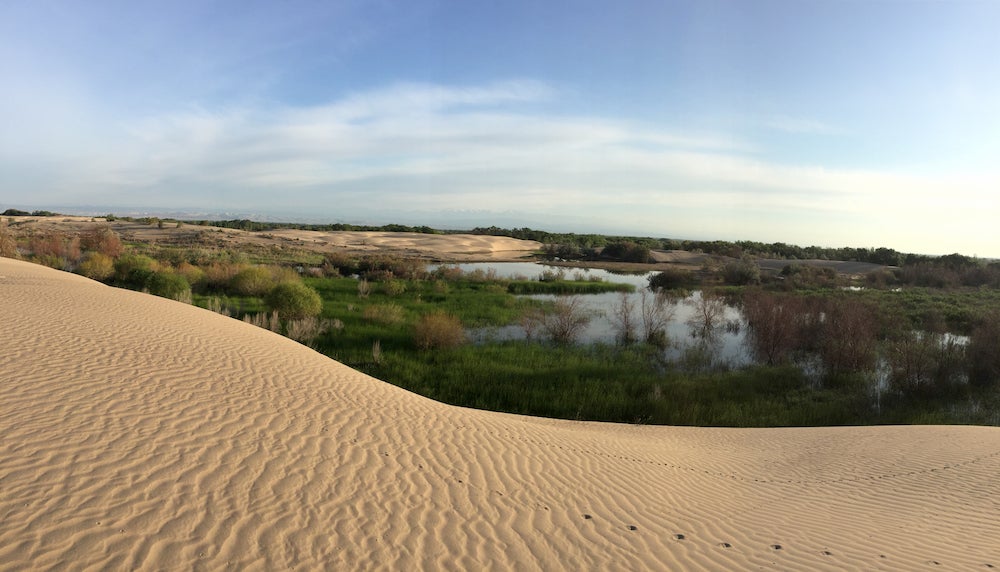 a view from a sand dune over lakes at indiana dunes national park