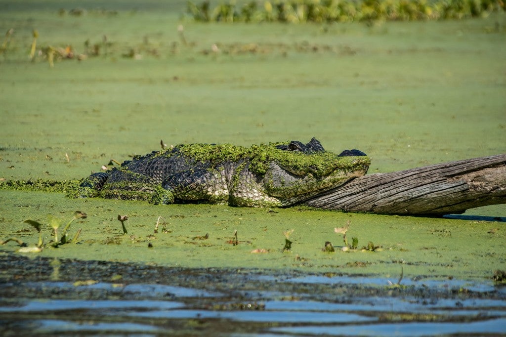 Alligator laying on log covered in moss