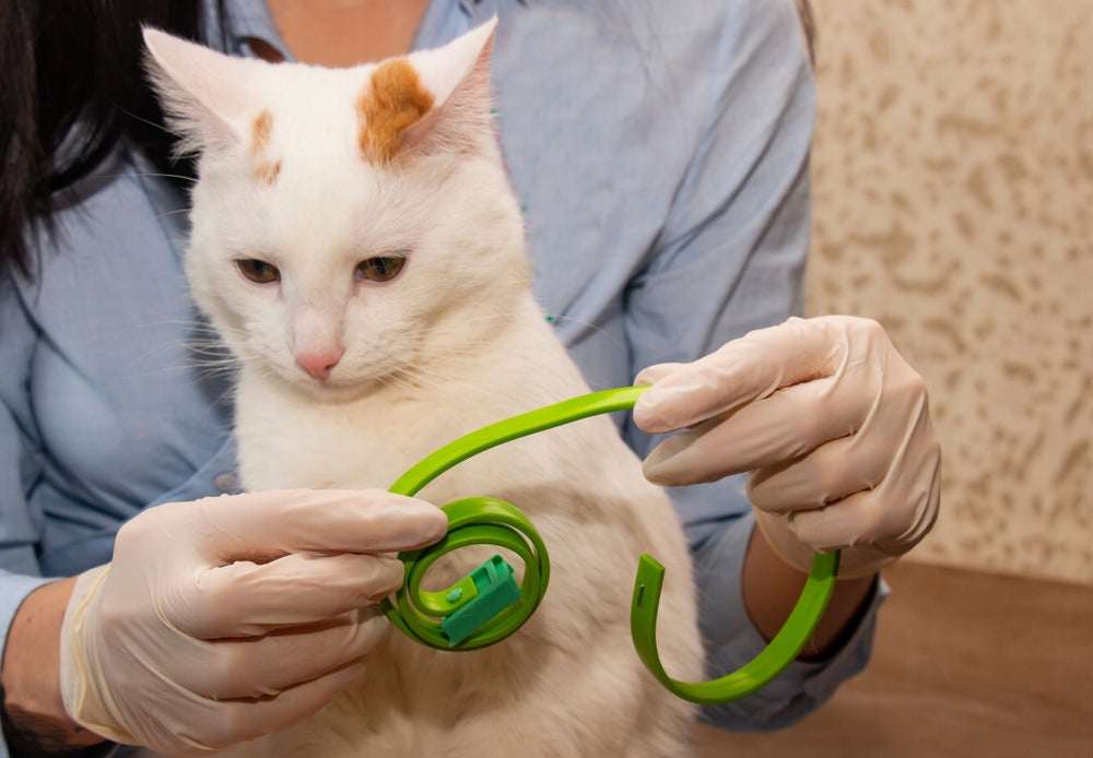 Vet putting flea collar on house cat.