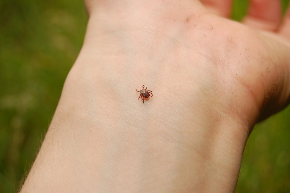 Tick crawling on arm.