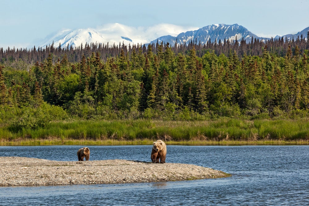 Bearas beside the river in Katmai National Park.