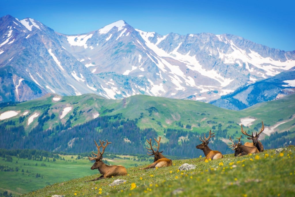 Elk lying in alpine field with colorful mountains in background