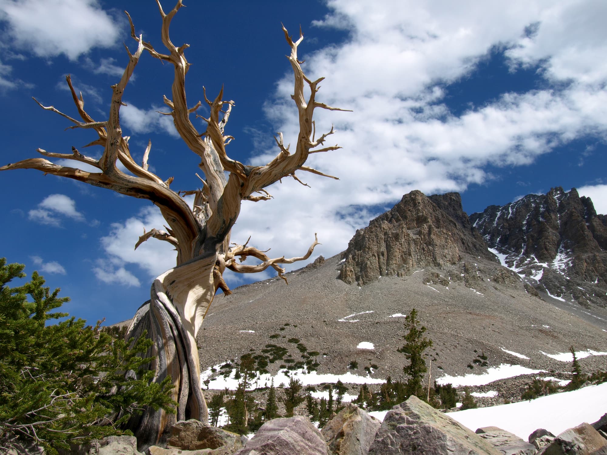 Juniper tree in foreground with mountains in background