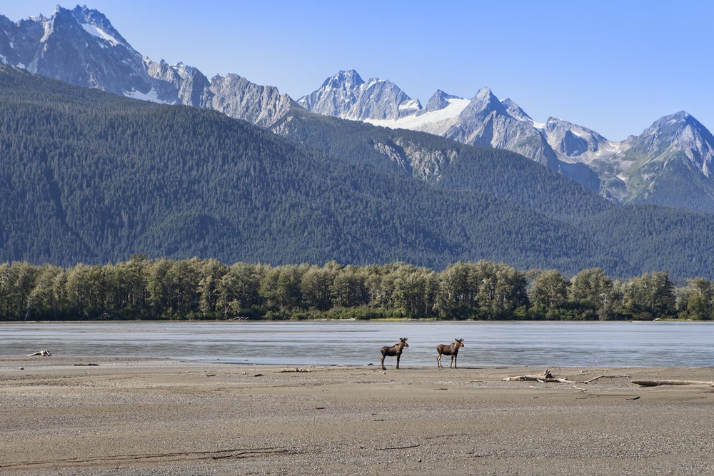 Two moose standing on a beach with large mountains in background 