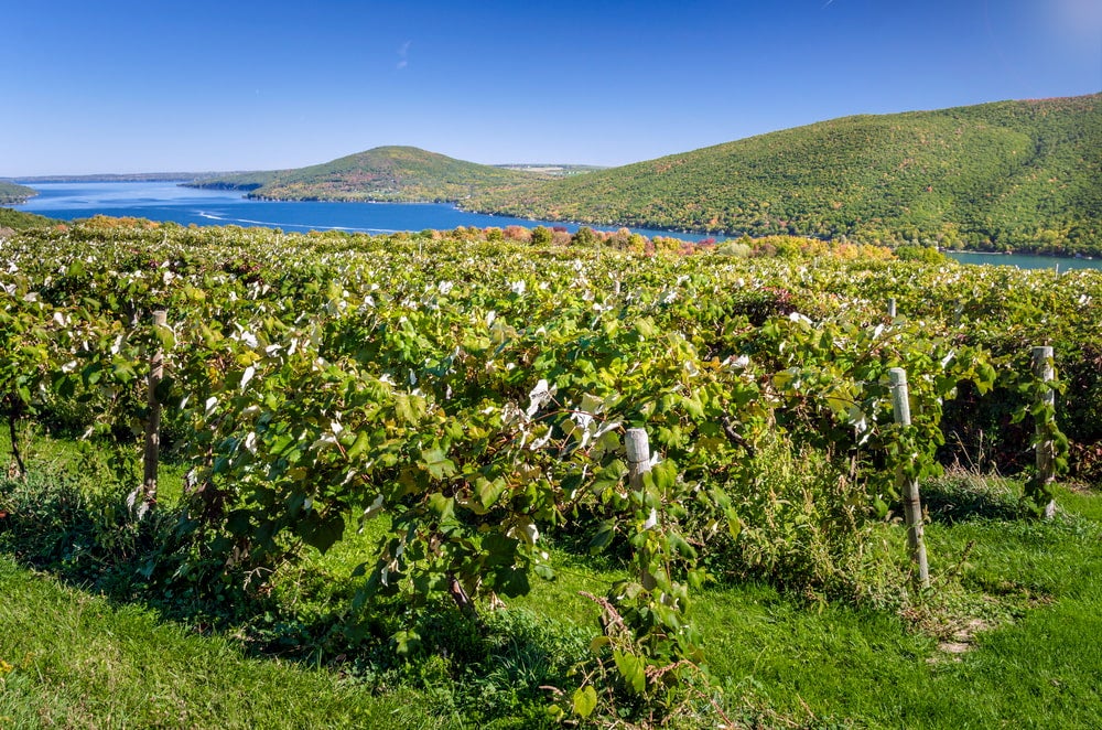 Vineyard with lakes in background 