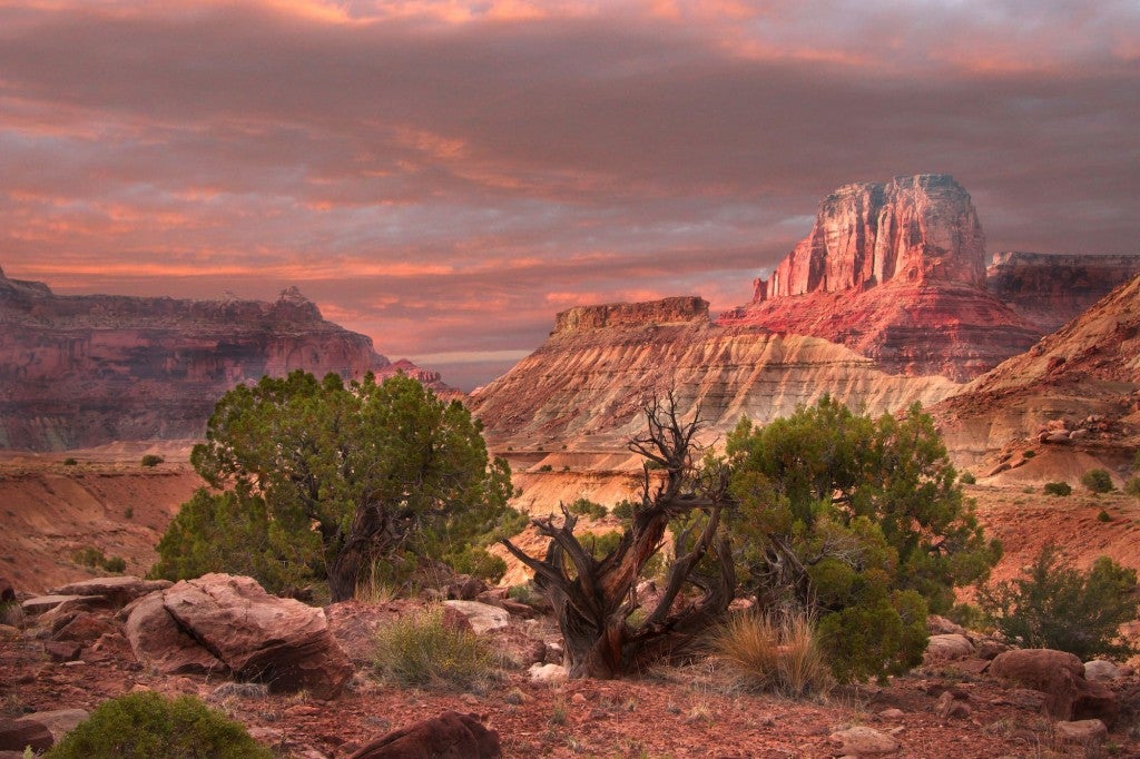 Panoramic photo of red canyons and juniper trees
