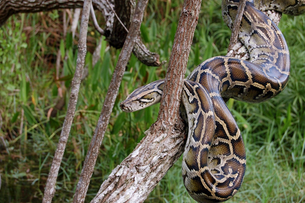 a burmese python slithering through tree branches in the everglades