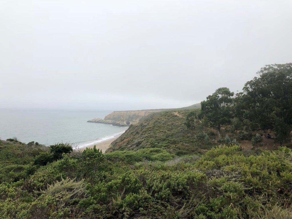 foggy view overlooking ocean from forested hillside above shoreline
