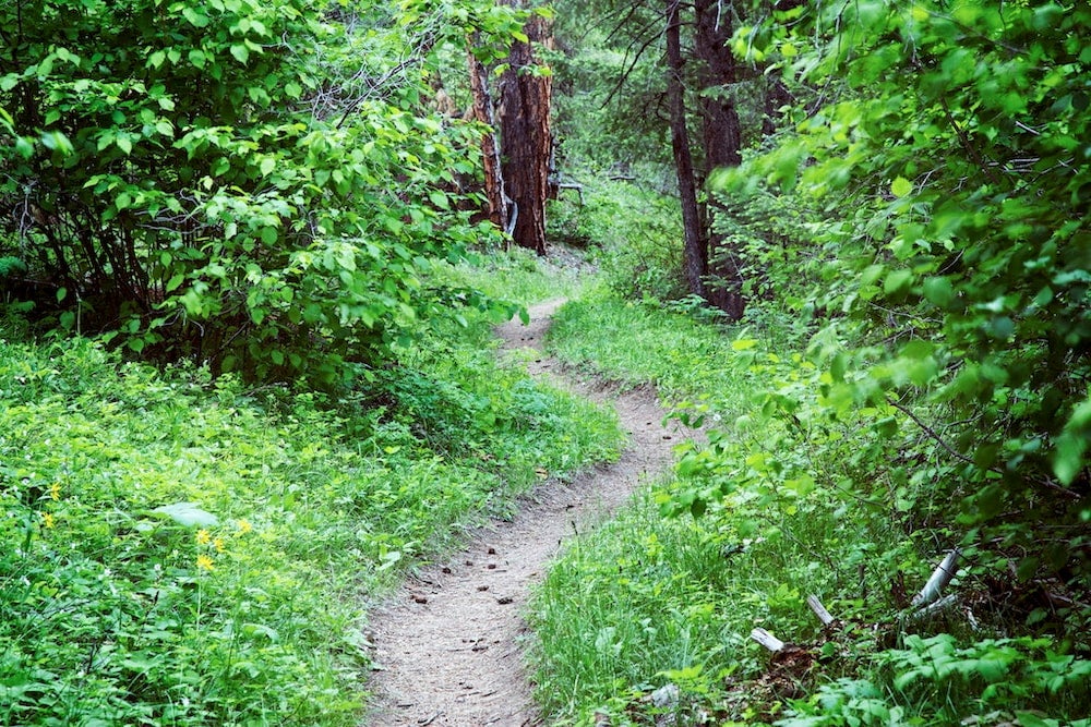 Winding dirt path in green forest.