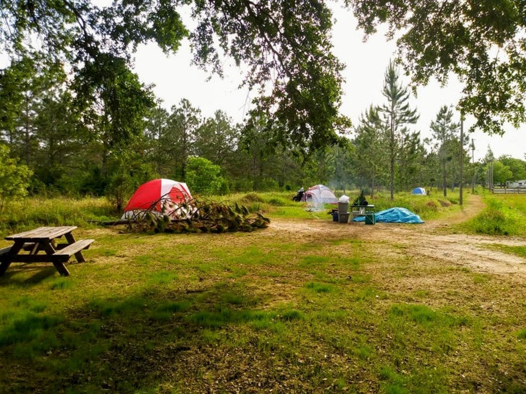 Tents pitched in a field beside a brushy forest.