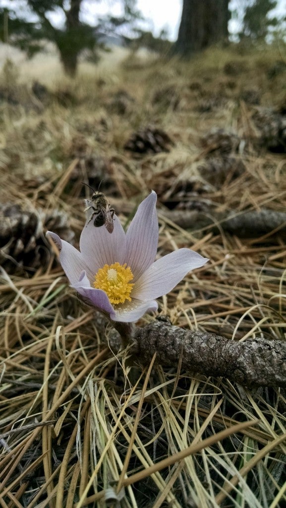 anemone patens, prairie flower
