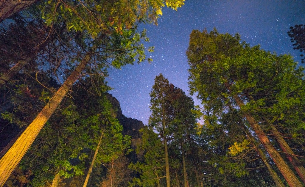 view from picnic table at campsite showing a starry sky above tall pine trees