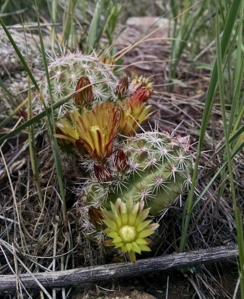 green prairie cactus