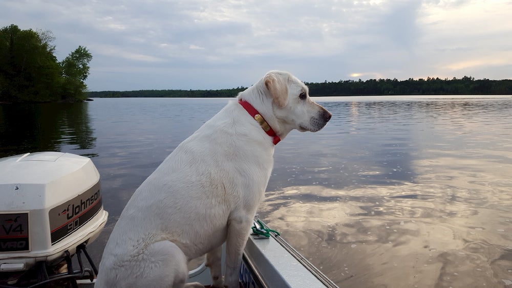 Dog sitting on boat looking at lake 