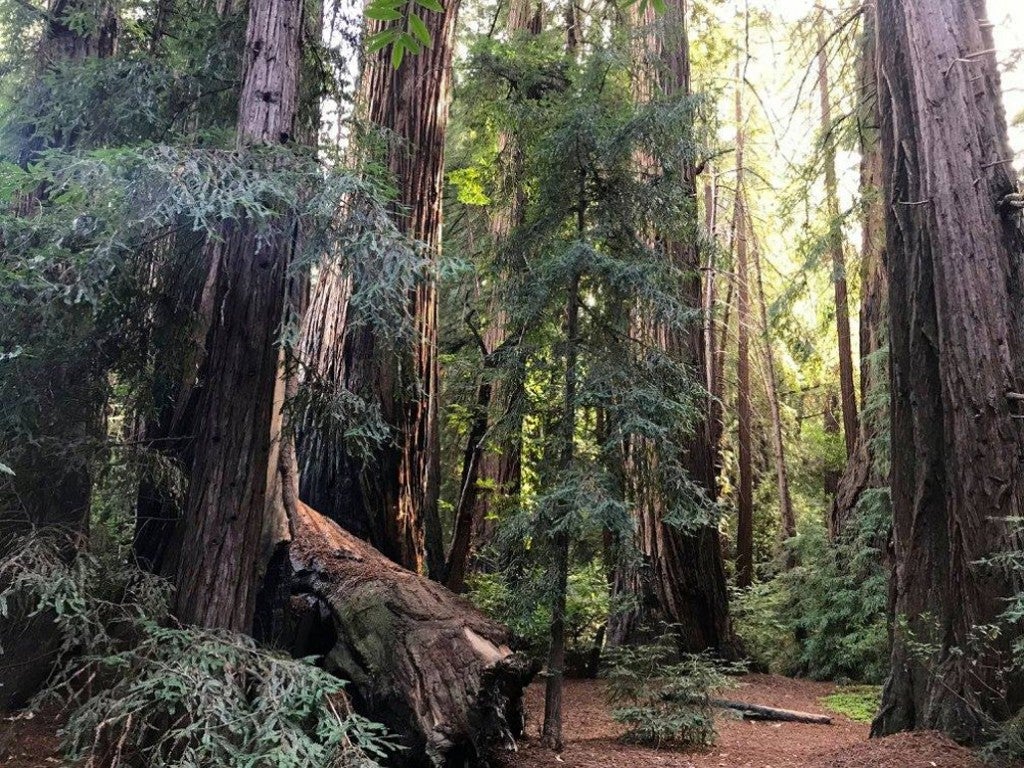 a forest of redwood trees in pfeiffer big sur state park
