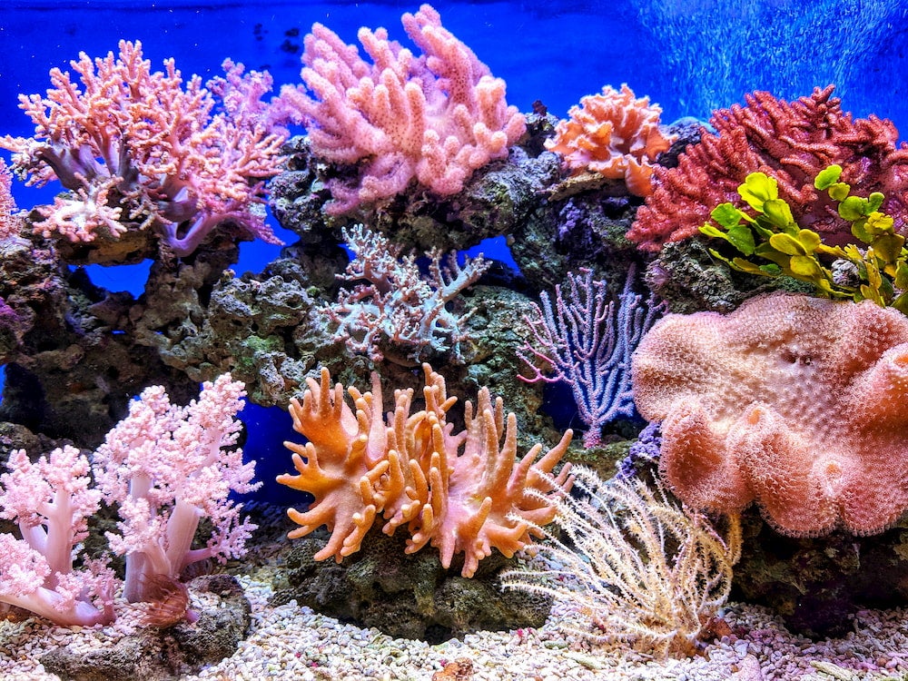 Colorful coral reef in an underwater tank