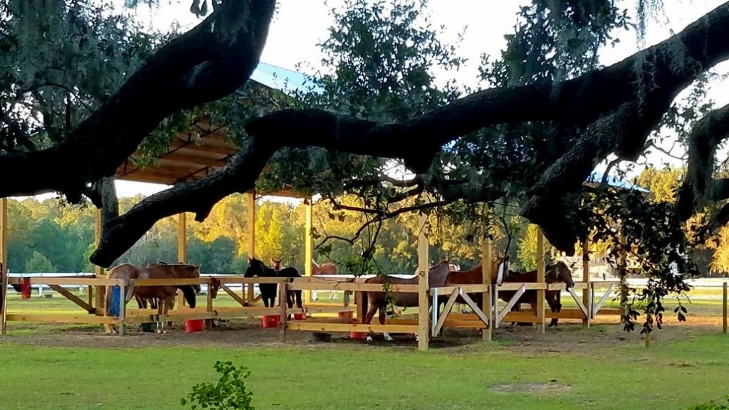 Looking through trees towards campground horse stables and horses