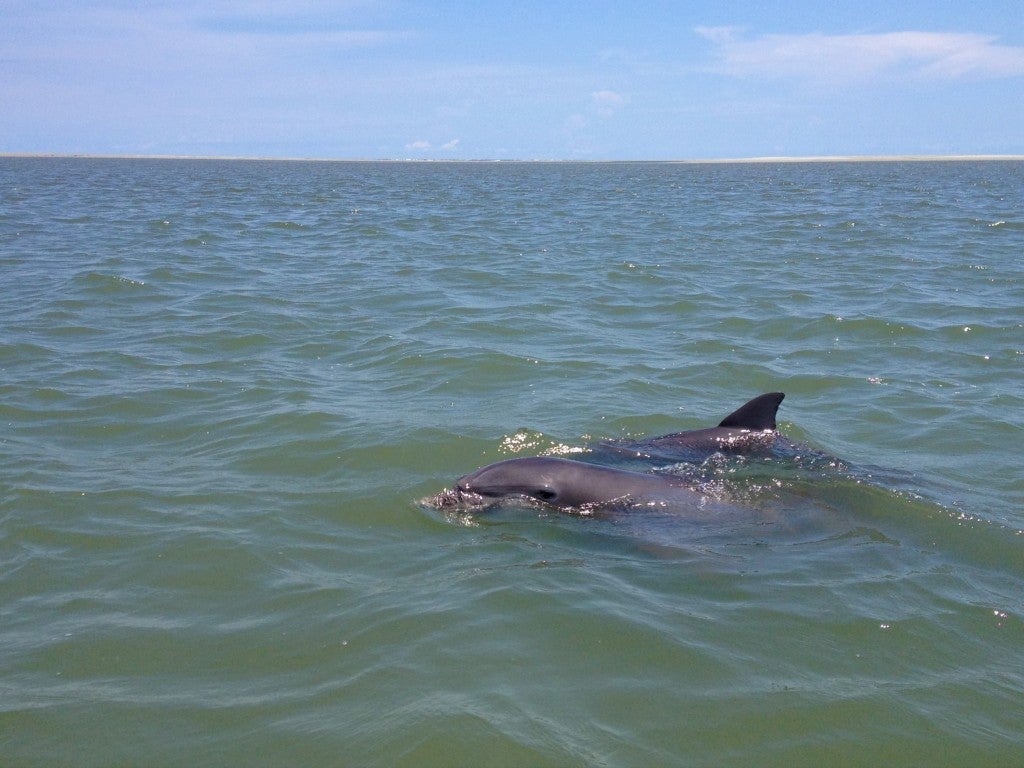 two atlantic bottlenose dolphins swimming