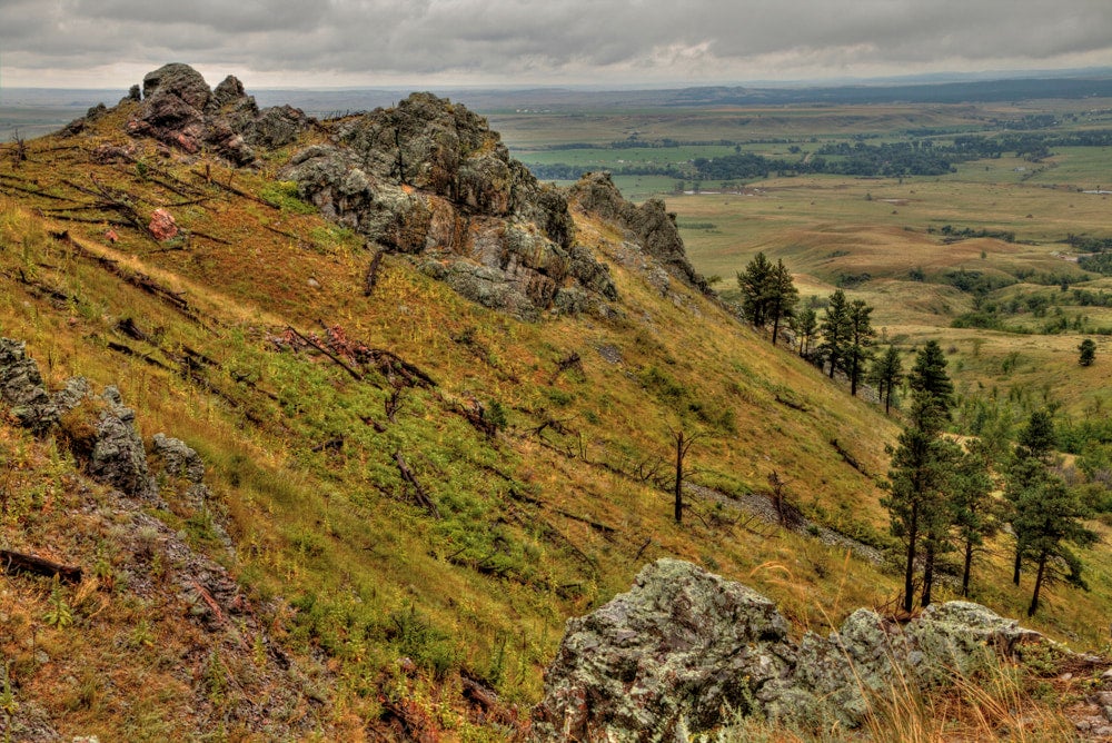 Mountain covered with yellow and green grass and trees 