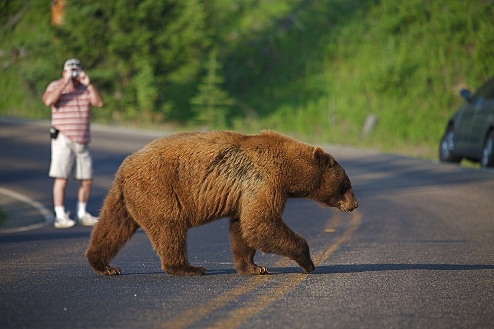 a grizzly bear crossing the road in yellowstone national park