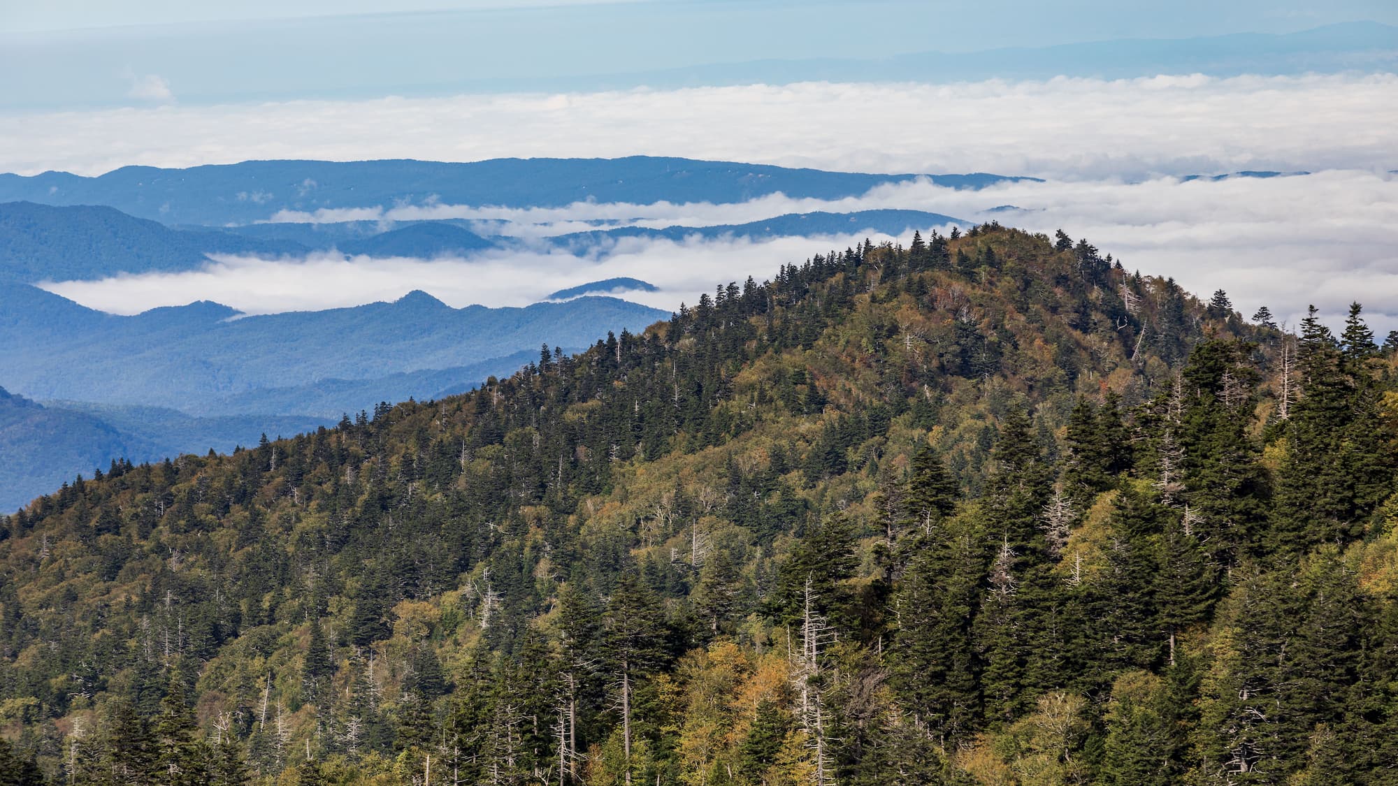 the peak of Mt. Leconte in tennessee's great smoky mountains national park