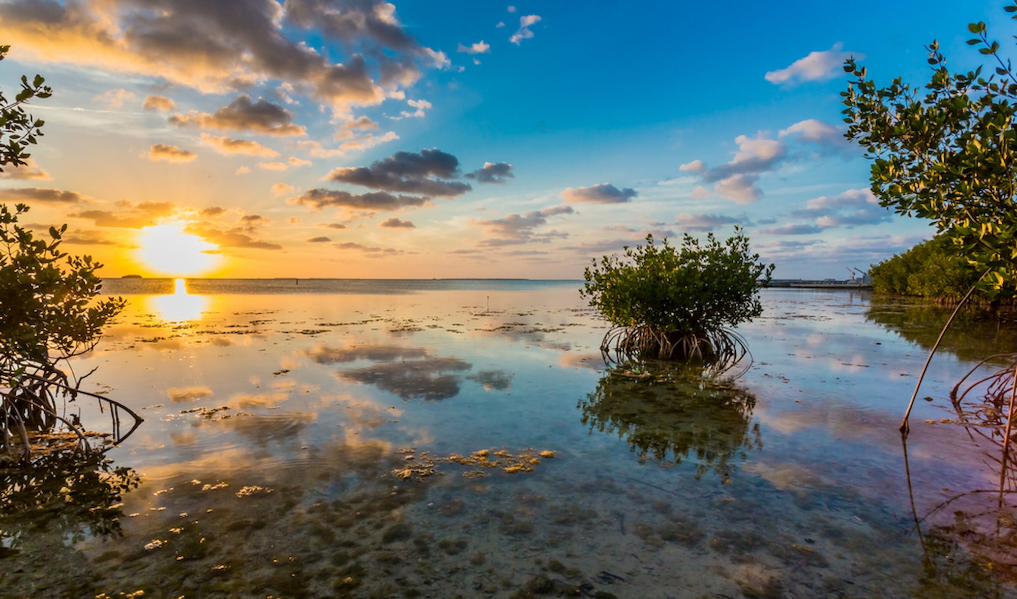 Mangroves at sunset in the Florida Keys.