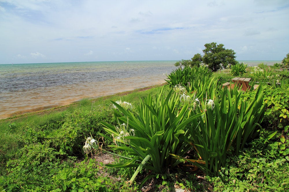 a green shoreline in long key state park florida