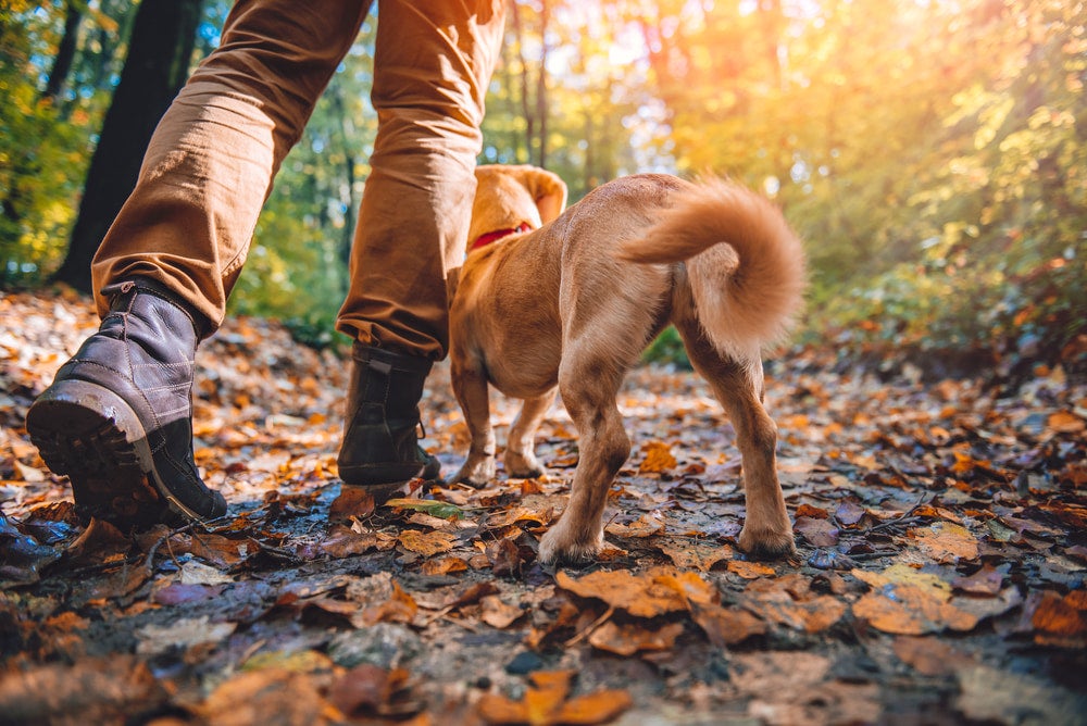 a man walking with his dog on a trail