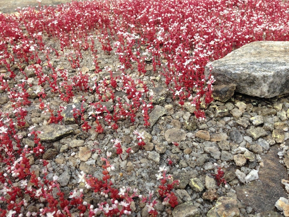 diamphora smalii (fungus) on a rocky floor