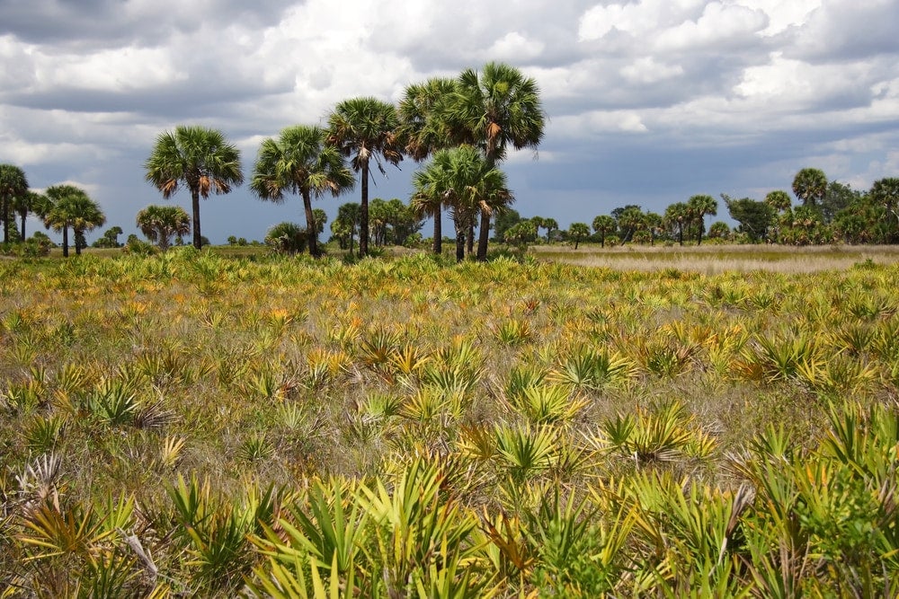 a field of palm shrubs growing in a florida state park