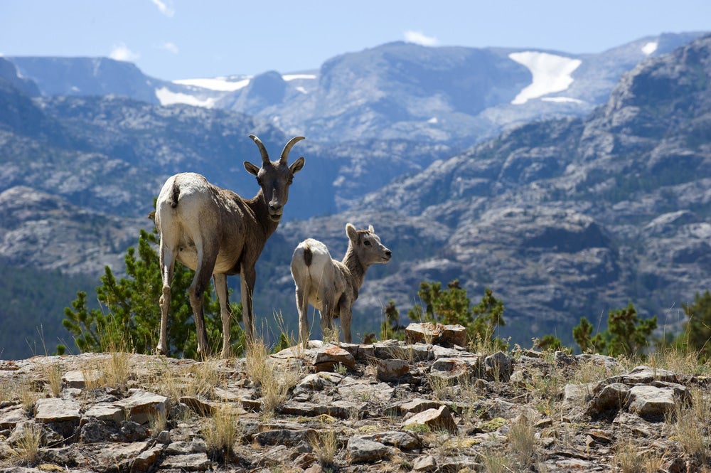 Mountain goats in the wind river range.