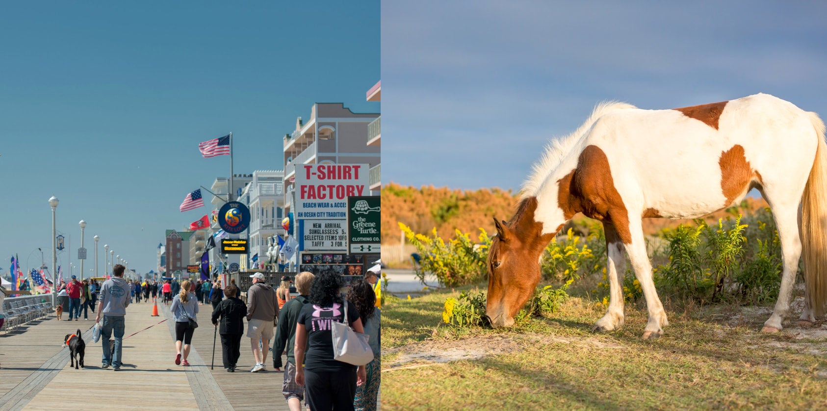 Wild Horses & Boardwalk Fun at Campgrounds near Ocean City, Maryland
