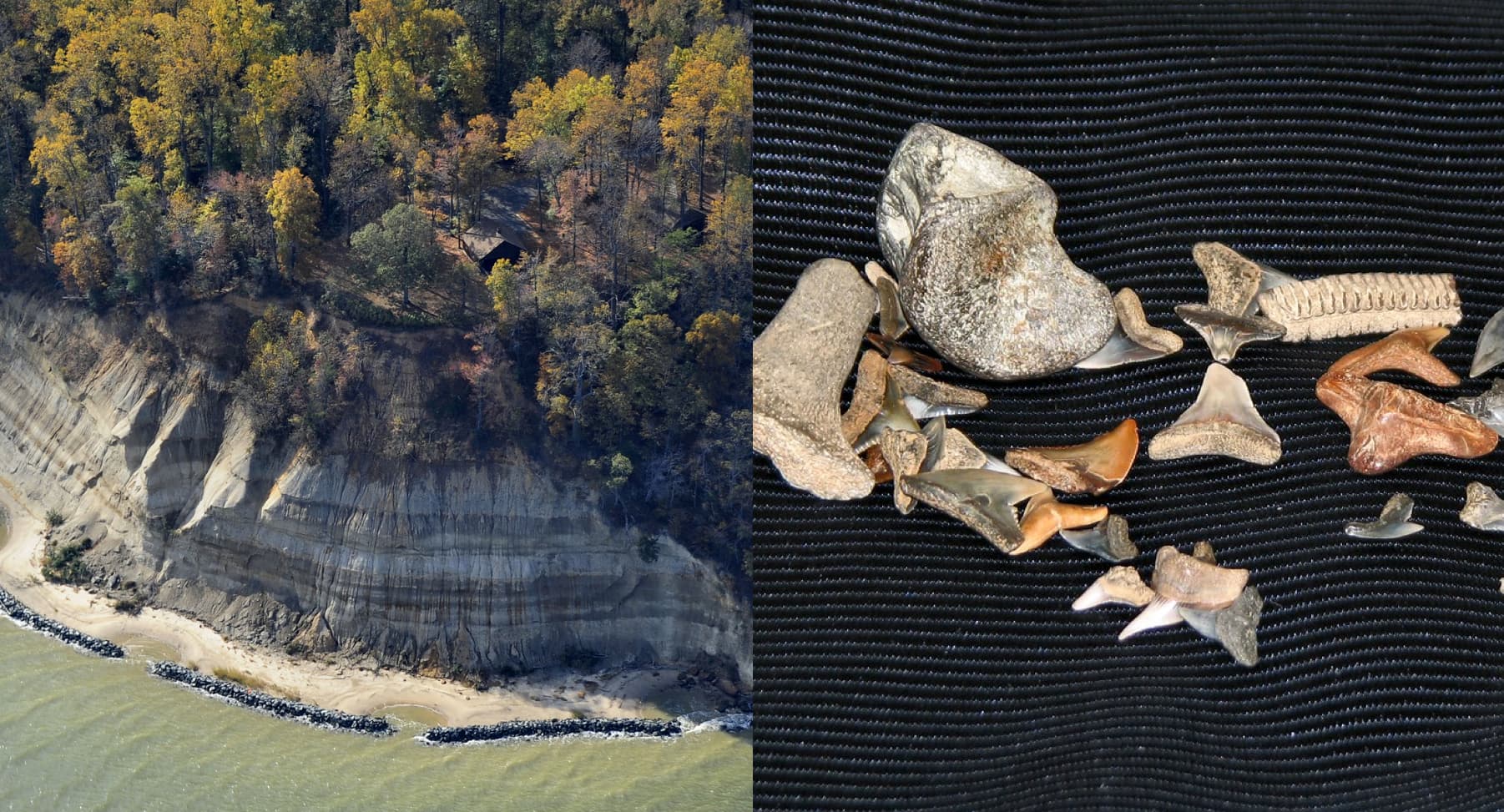 a cliff near the shore of a river next to a table holding shark teeth fossilized