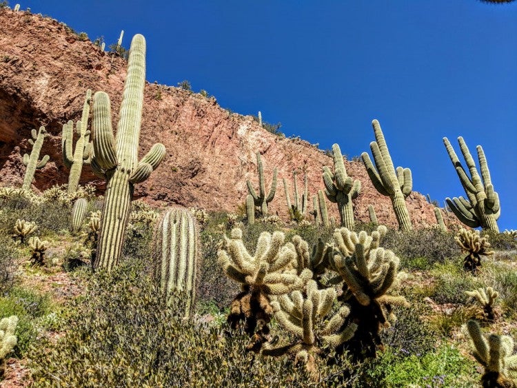 Tonto National Forest A Camper S Guide   Burnt Corral Campground And Day Use Area 90b3fa64bb3fc8f39e09c12a37e54b93 1 750x563 