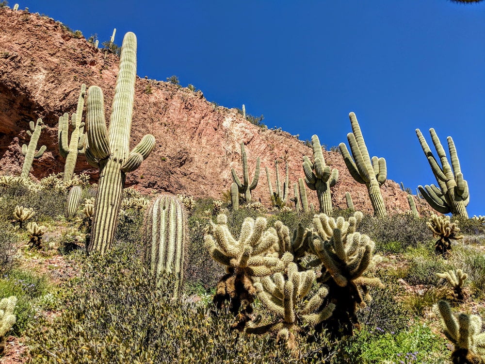 Field of cacti with rock walk in background in Tonto National Forest. 