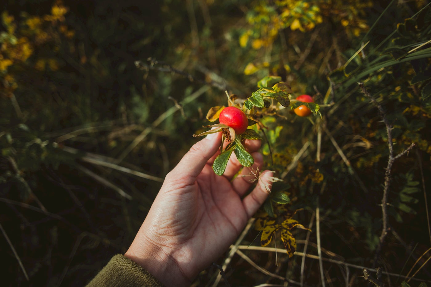 Rosehip gorwing on a bush