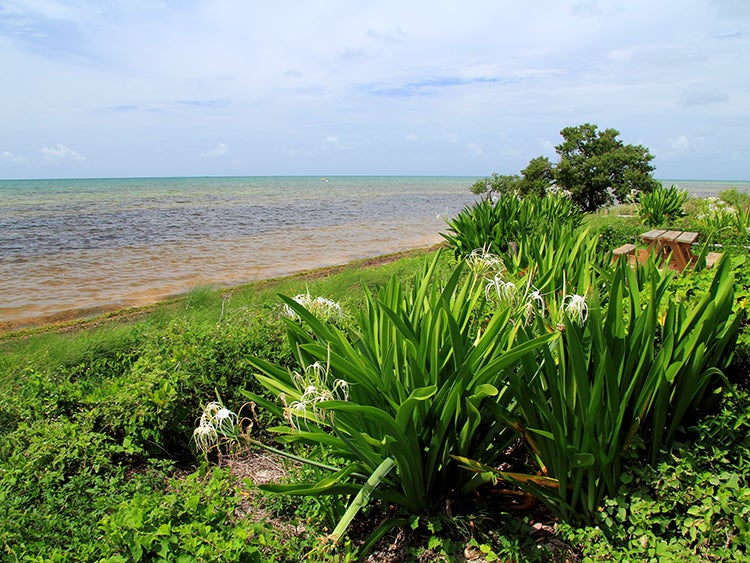 coastal views at long key state park florida